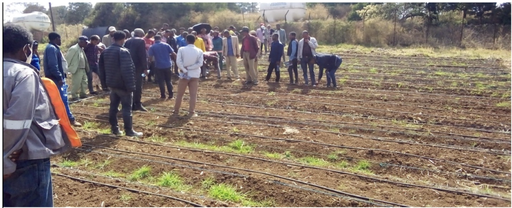 Farmers and youth during the field training in Agronomy practices